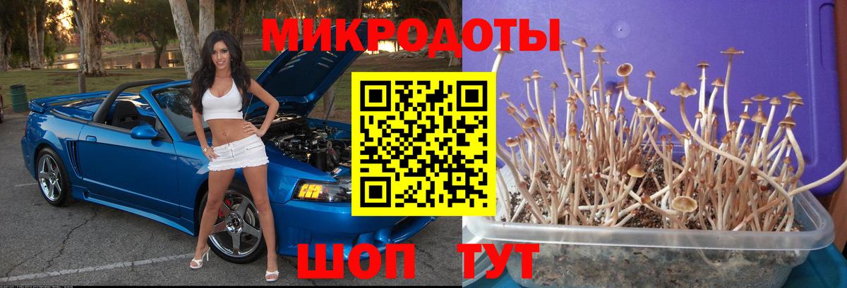 Псилоцибиновые грибы Cubensis Грозный